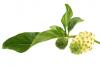 fotolia_16579087_xs_noni.jpg