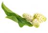 fotolia_16615774_xs_noni.jpg